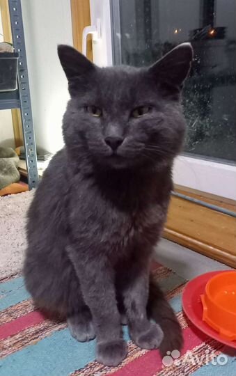 Русская голубая кот метис