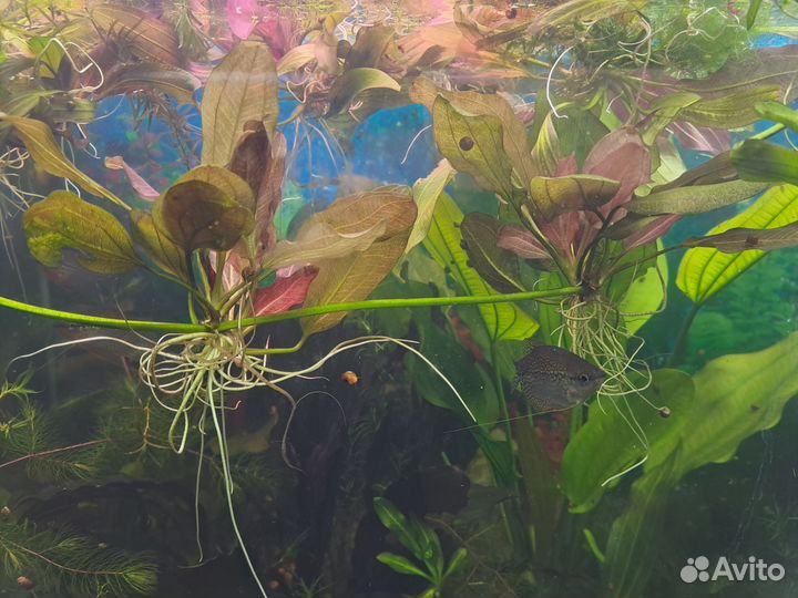 Эхинодорус