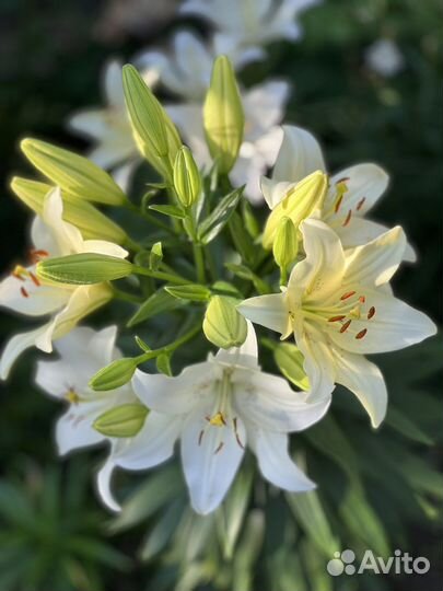 Белая лилия