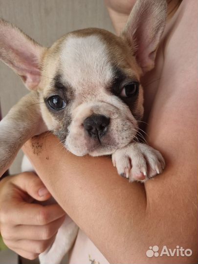 Французский бульдог