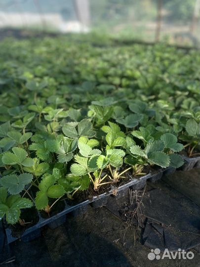 Рассада клубники априка, прими, альбион,мурана