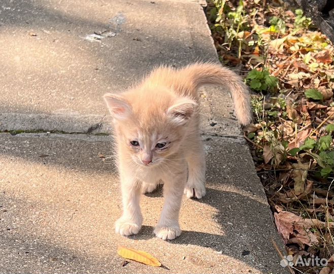 Котята в добрые руки москва