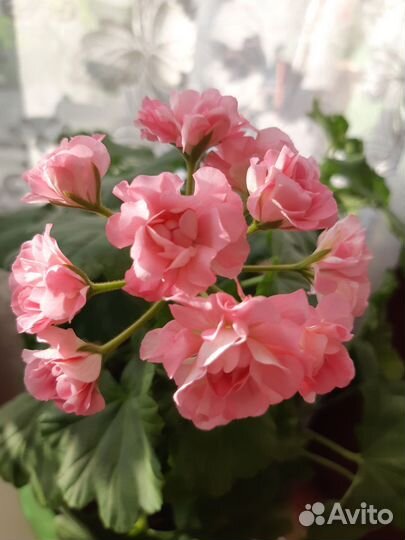 Пеларгония