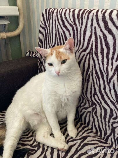Кошечка Снежинка в дар