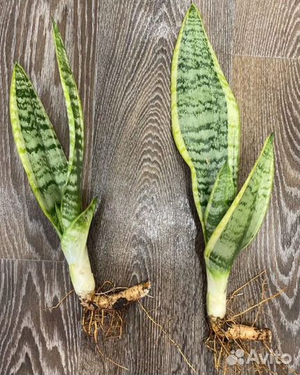 Сансевиерия