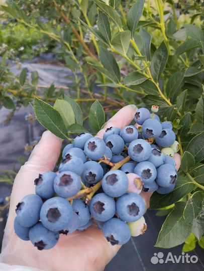 Саженцы голубики зкс