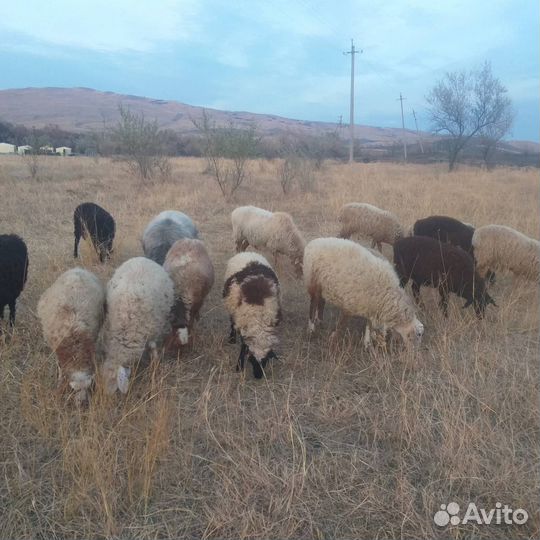 Овцы баранчики