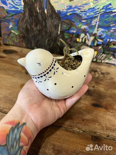 Кактус и суккулент в милом горшочке