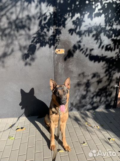 Услуги кинолога