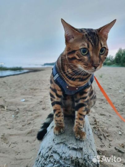 Кот бенгал 6 поколения для вязки