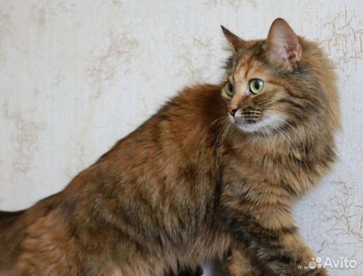 Саша в добрые ручки