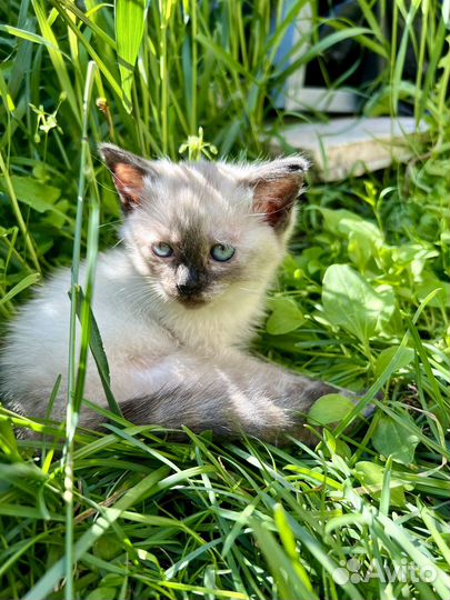 Котята