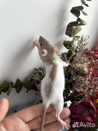 Крысята дамбо