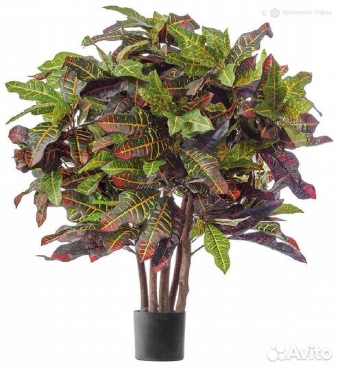 Кротон Шар 90см