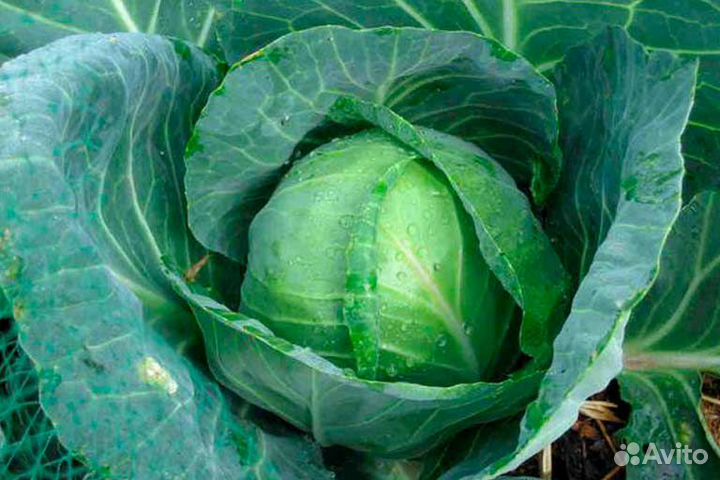 Семена капусты