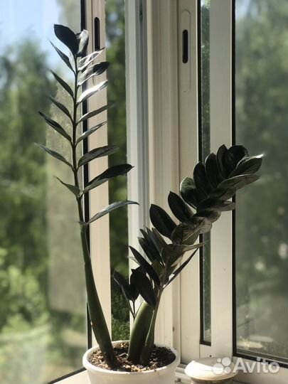 Замиокулькас сорт супер нова (черный)