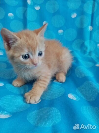Рыженькие котята 1 мес