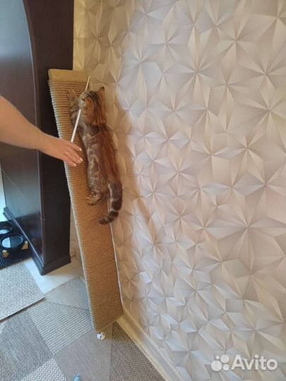 Когтеточка