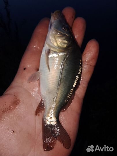 Продам малек карпа