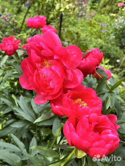 Пион Ellen Cowley