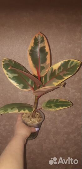 Комнатные растения цветы