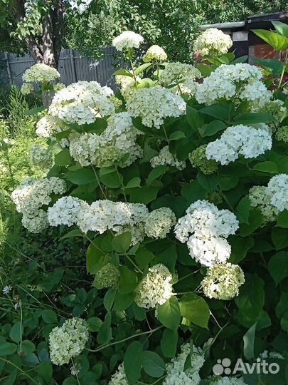 Гортензия древовидная Анабель