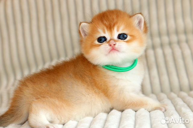 Котята золотые британские шиншиллы