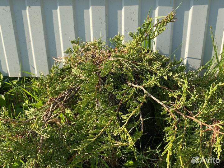 Можжевельник