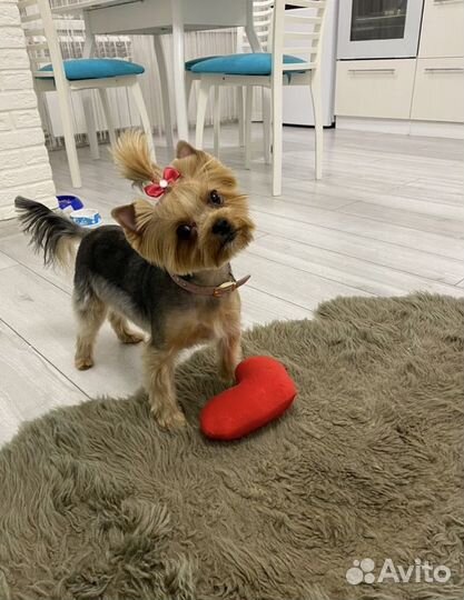 Йоркширский терьер мини бейби фейс