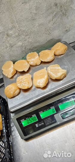 Гребешок Приморский