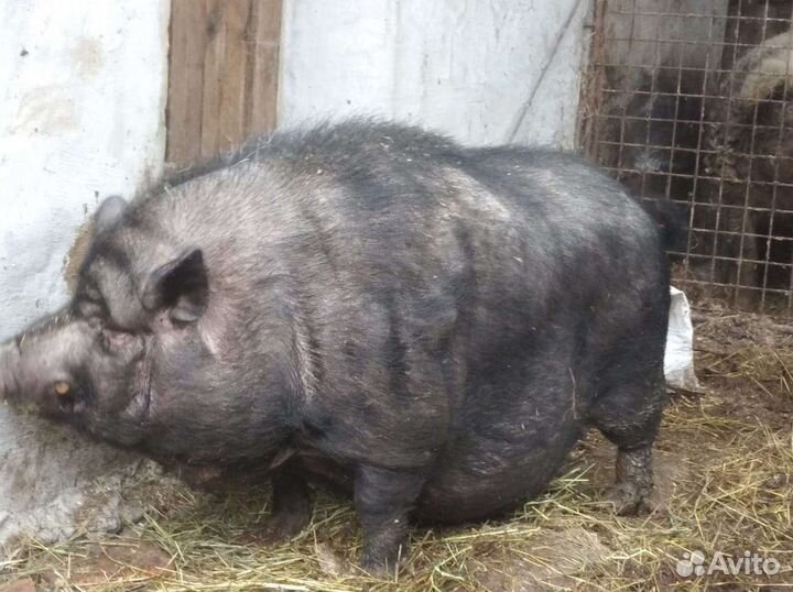 Свиньи живым весом. Обмен