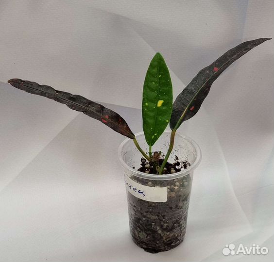 Eburneum, Golden Star, Batik, Red Banana