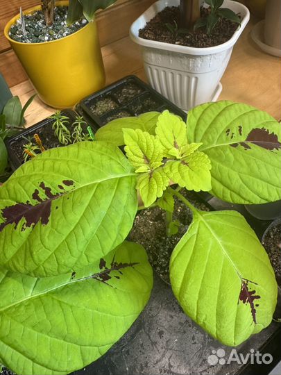 Колеус Конг