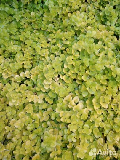 Вербейник монетчатый Лизимахия