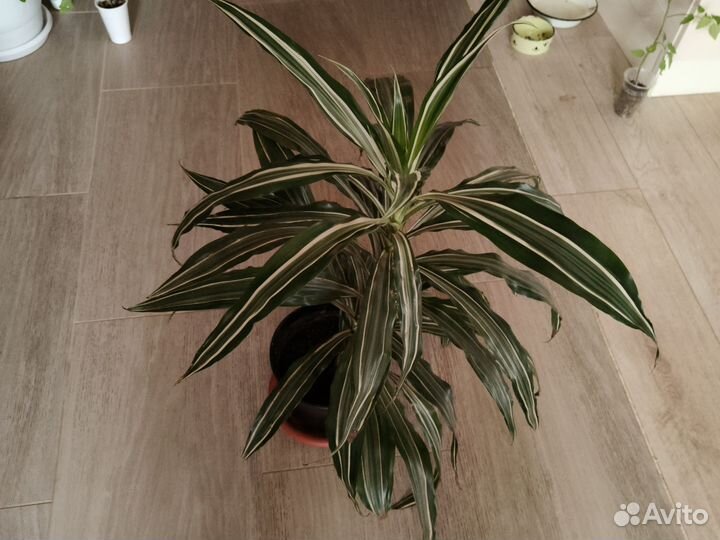 Драцена деремская