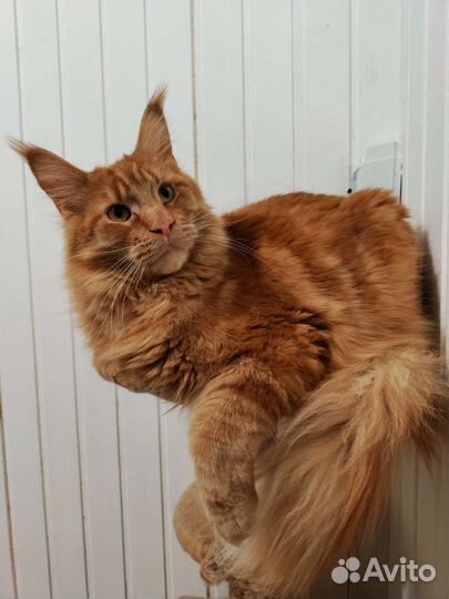 Котята мейн-кун