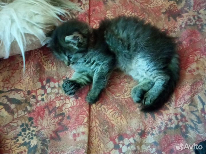 Котёнка отдам