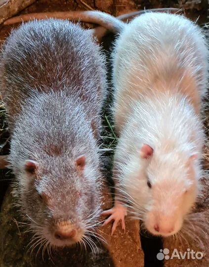 Нутрии на племя