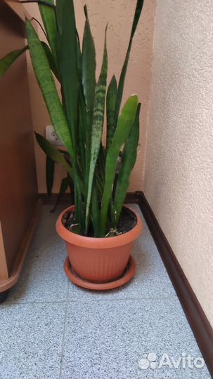 Комнатные цветы