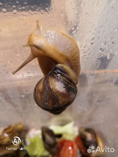 Улитки ахатины