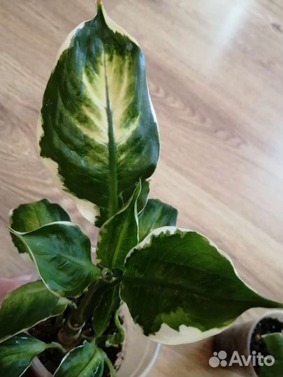 Диффенбахия 