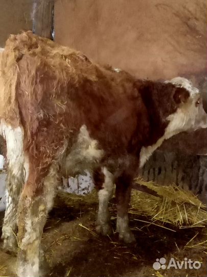 Быки на откорм