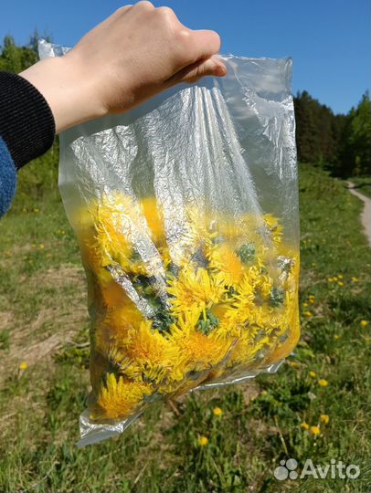 Одуванчики для варенья