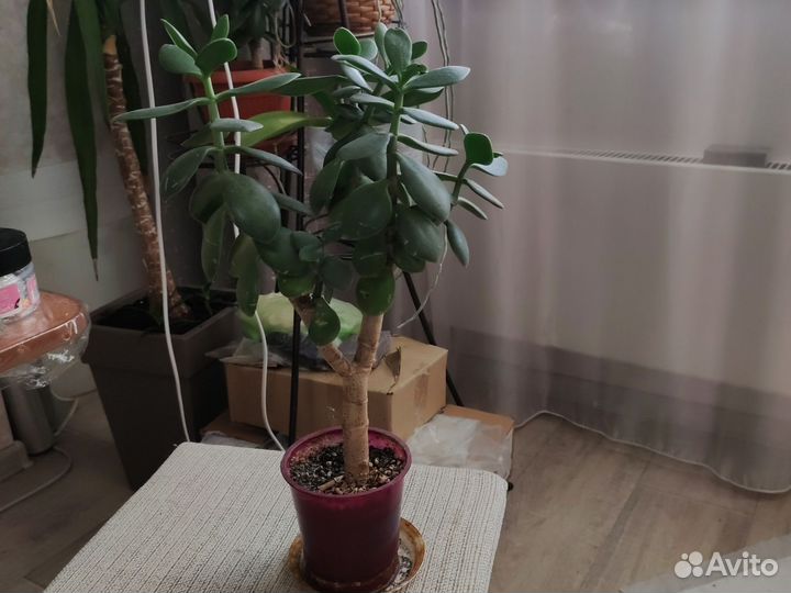 Суккуленты: крассулы, хавортия, седум макино