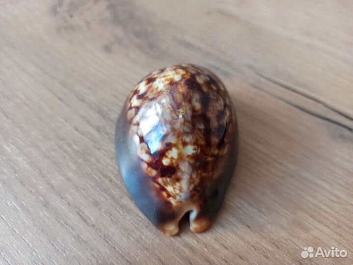 Морская раковина