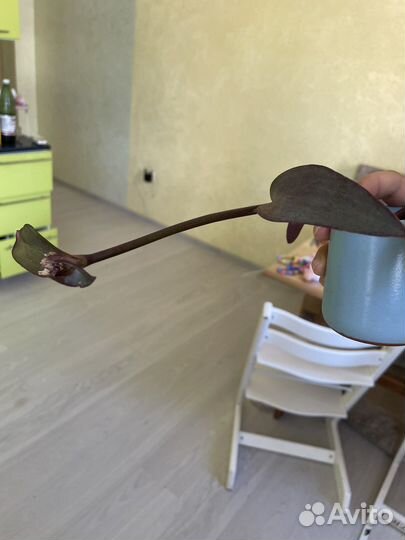 Традесканция