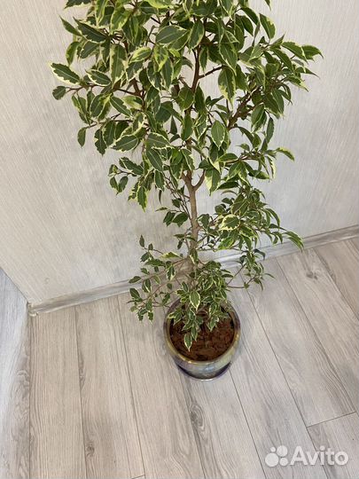 Фикус бенджамина пестролистный