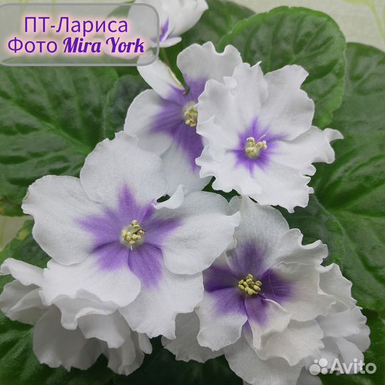 Фиалка листы укорененные