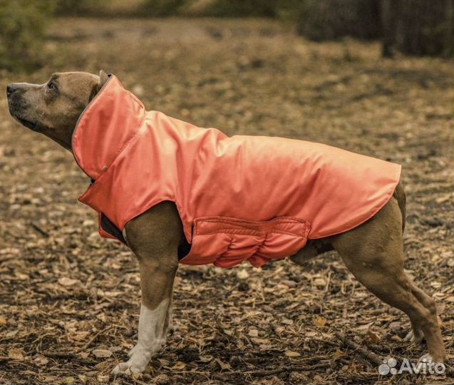 Новая попона для собак