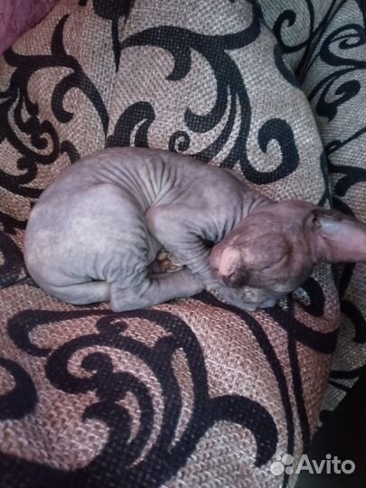 Котята,сфинкс канадский
